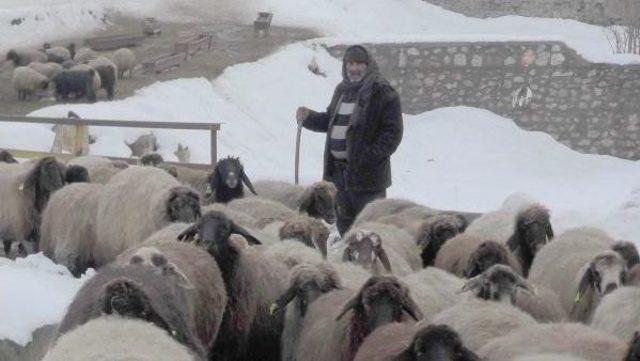 60 Yıldır Çobanlık Yapıyor