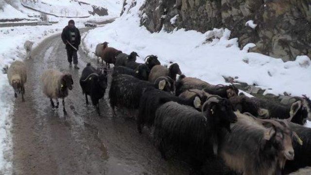 60 Yıldır Çobanlık Yapıyor