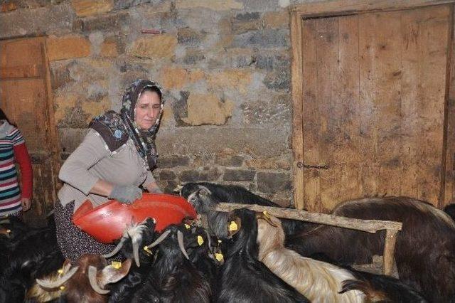 (&ouml;zel Haber) Hem &Ccedil;ocuklarının Annesi Hem K&ouml;y&uuml;n&uuml;n Muhtarı 2