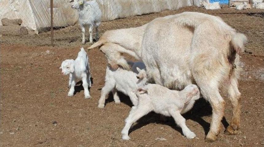 (&ouml;zel Haber) Saanen Cinsi Ke&ccedil;i D&ouml;rd&uuml;z Doğurdu