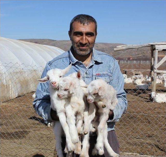 (özel Haber) Saanen Cinsi Keçi Dördüz Doğurdu