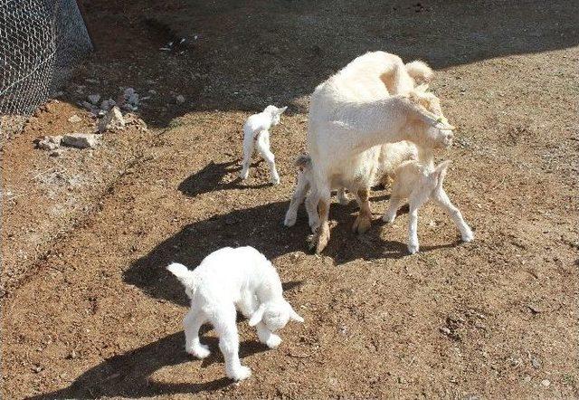 (özel Haber) Saanen Cinsi Keçi Dördüz Doğurdu