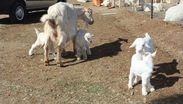 (özel Haber) Saanen Cinsi Keçi Dördüz Doğurdu