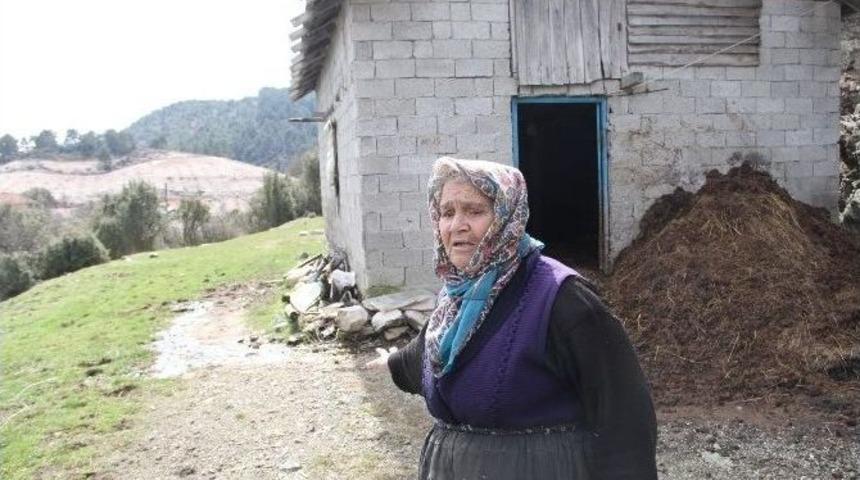 Hatice Nine &Ccedil;alınan Hayvanlarına Ağladı