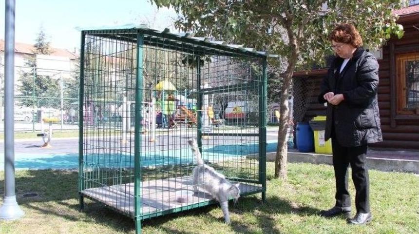 Bolu Belediyesi Sahipsiz Hayvanlara Sahip &Ccedil;ıkıyor