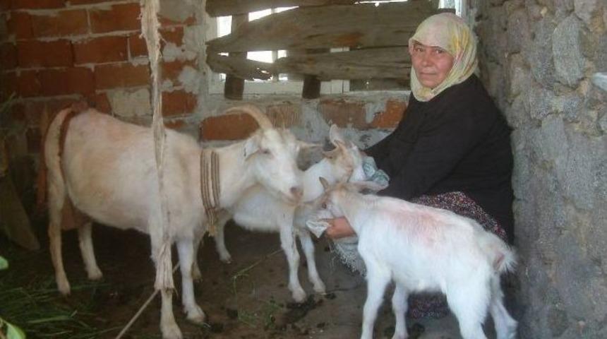 Koyun Ve Ke&ccedil;iler Bebek Dostu