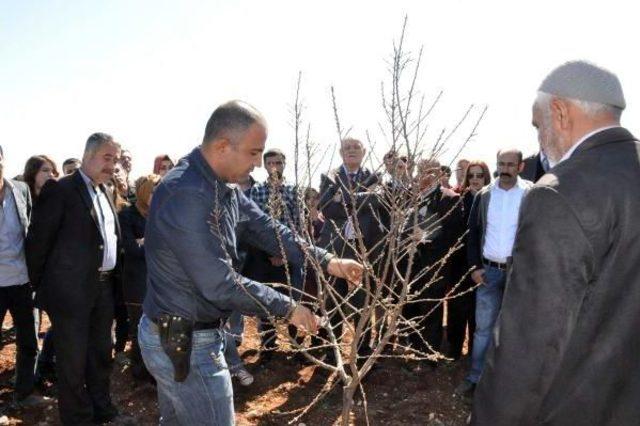 Kahtalı Çiftçilere Badem Ağacı Budama Eğitimi Verildi