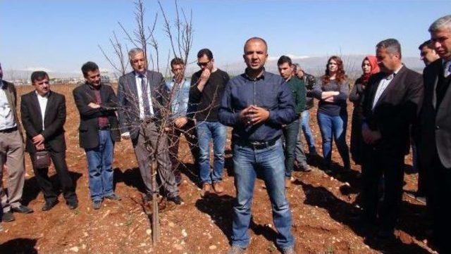 Kahtalı Çiftçilere Badem Ağacı Budama Eğitimi Verildi