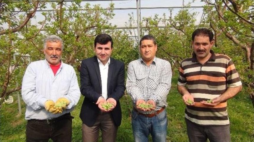 (&ouml;zel Haber) İlk Kayısı &Ccedil;ağlası Hasadı Silifke&rsquo;de