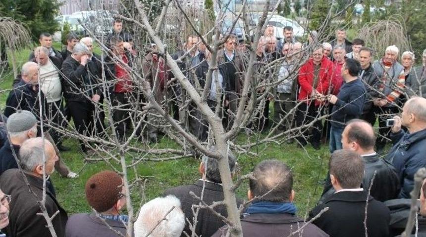 Meyvecilik Uygulama Eğitimleri Devam Ediyor