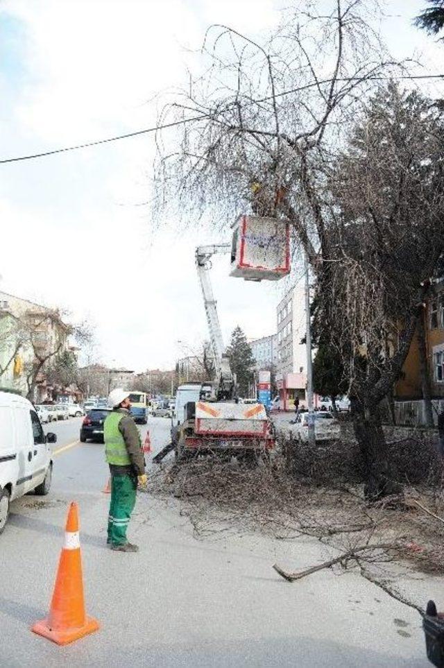 Ankara Büyükşehir’den Caddelerde Ağaç Budama Çalışması