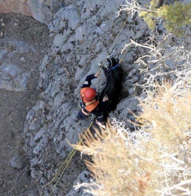 Kayalıklarda Mahsur Kalan 4 Keçiyi, Afad Kurtardı