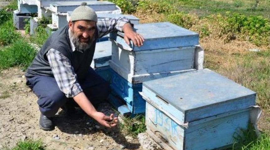Adana'da Arı &Ouml;l&uuml;mleri Yetiştiricileri Şoke Etti