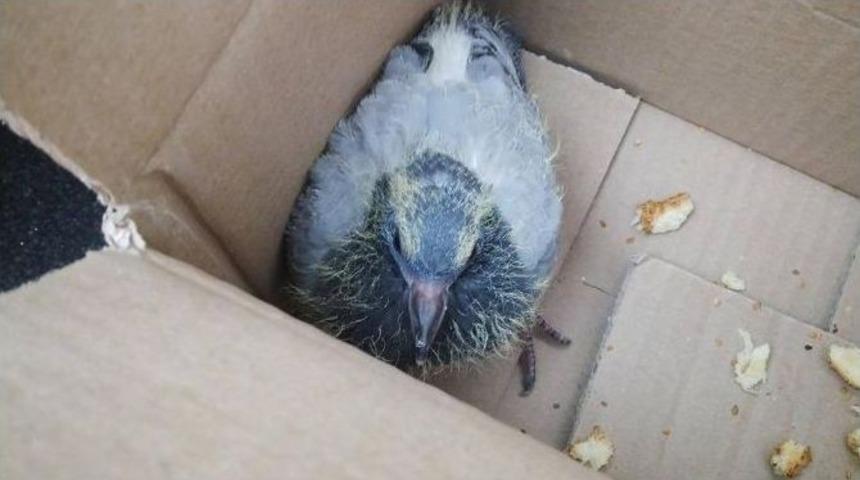 Kumru İ&ccedil;in Vatandaşlar Ve İtfaiye Seferber Oldu