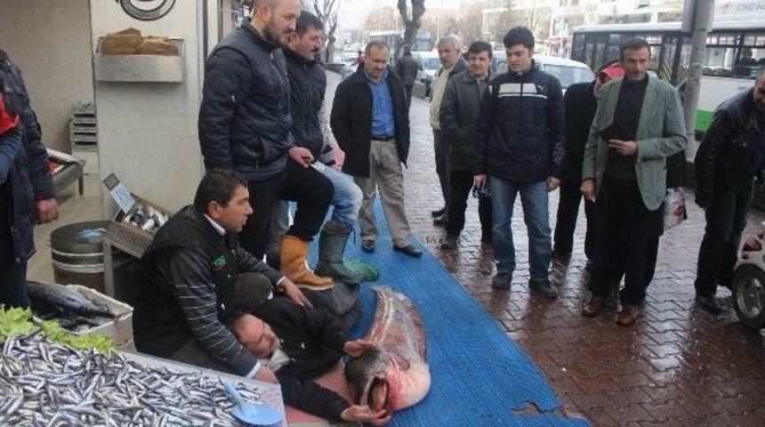 (&ouml;zel Haber) Balık&ccedil;ı Yattı, Vatandaş Baktı