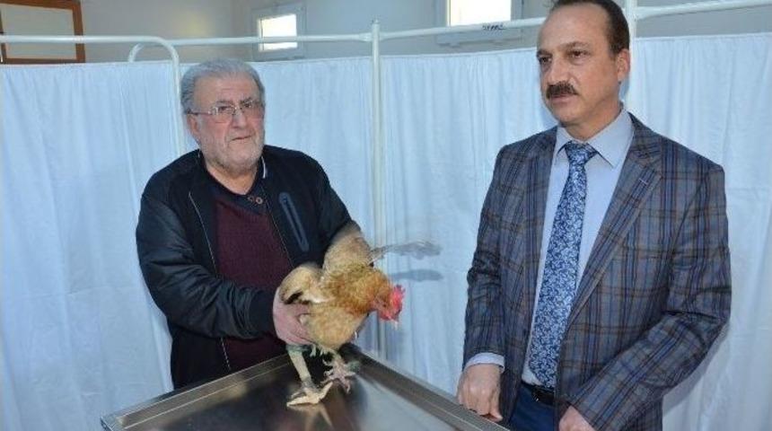 İki Hayvan Ameliyatla Sağlığına Kavuşturuldu