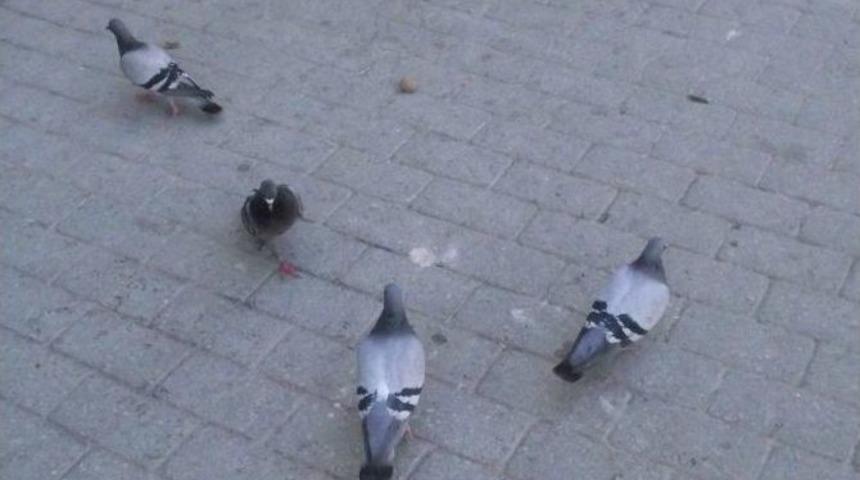 G&uuml;vercinlerin Cevizle M&uuml;cadelesi