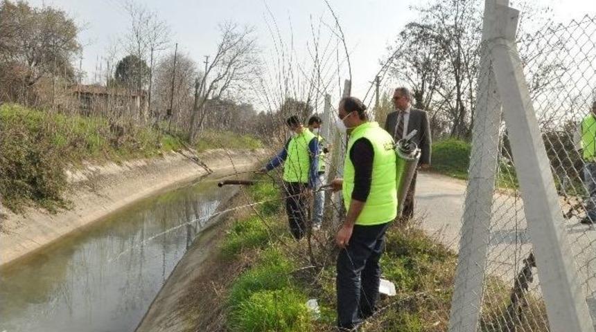 Nazilli’de Sivrisinek Ve Karasinekle Mücadele Başladı