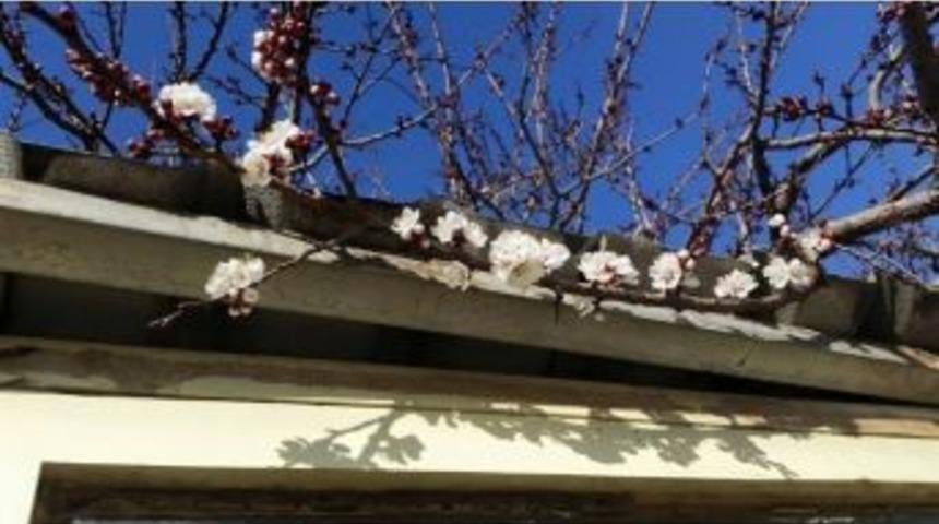 Kayısı &Ccedil;i&ccedil;ek A&ccedil;tı, &Uuml;reticiyi Don Korkusu Sardı