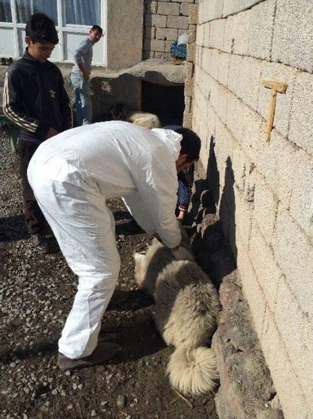 Van’da Kuduz Vakası