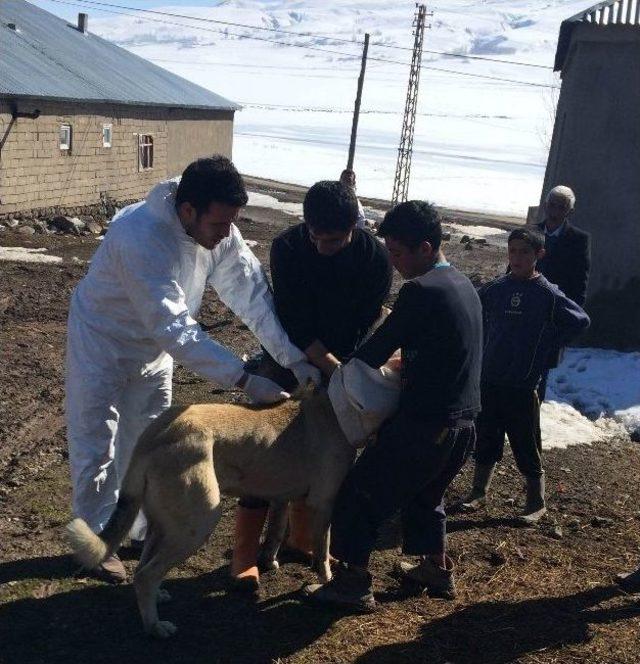 Van’da Kuduz Vakası