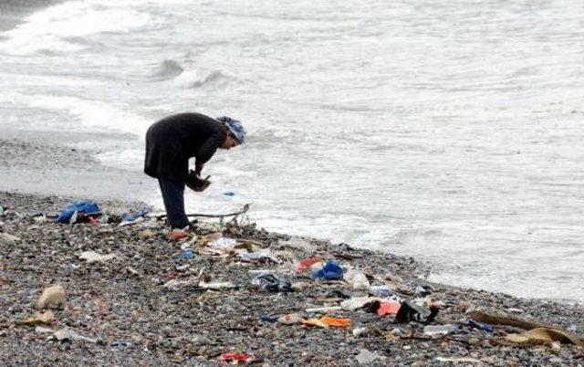 Kışlık Yakacağını Sahilden Topluyor