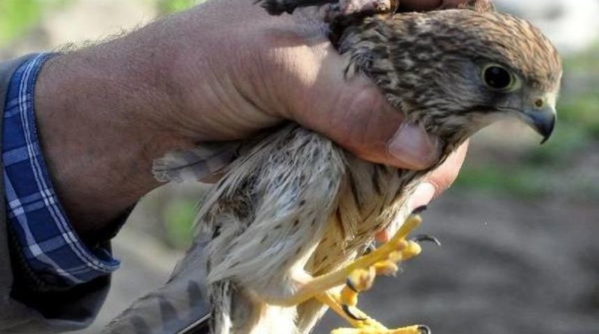 T&uuml;fekle Vurulan Kerkenez Kuşu Artık U&ccedil;amayacak