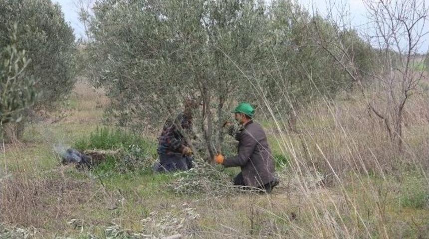 Burhaniye&rsquo;de Belediye Zeytinlerinde Budama
