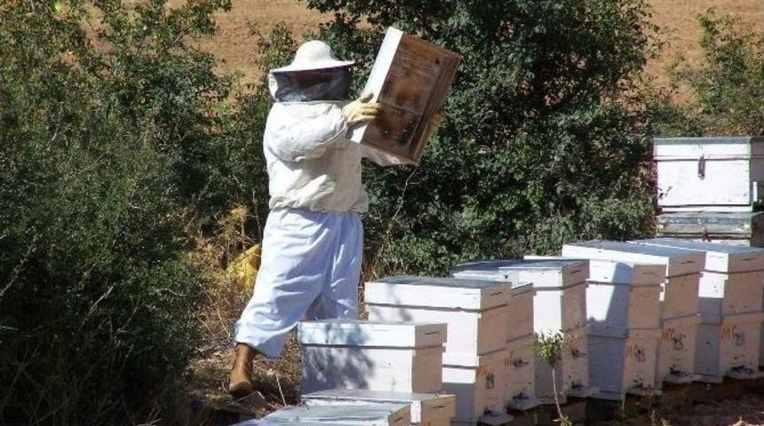 Aydın&rsquo;da Arı Konaklama Alanları Belirleniyor