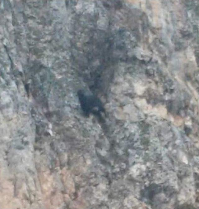 Dağda Mahsur Kalan Ke&ccedil;i Bir Haftadır Kurtarılmayı Bekliyor 1