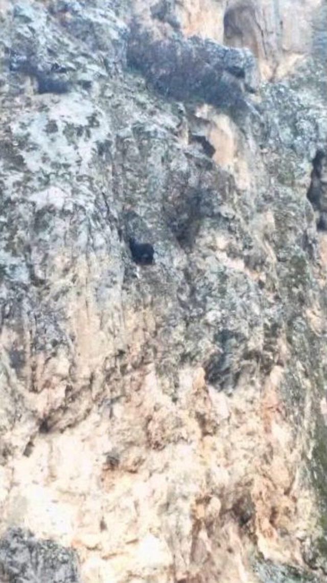 Dağda Mahsur Kalan Ke&ccedil;i Bir Haftadır Kurtarılmayı Bekliyor 2