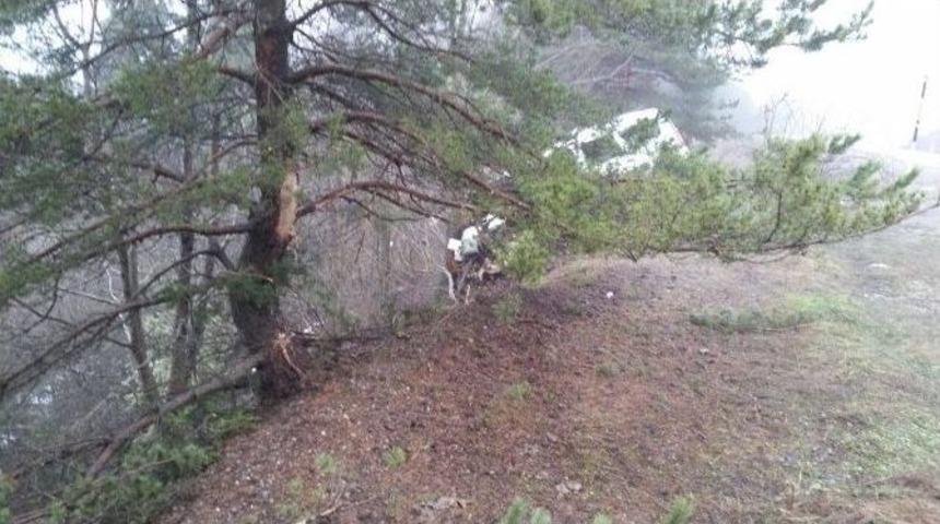 K&uuml;re&rsquo;de Trafik Kazası: 1 Yaralı