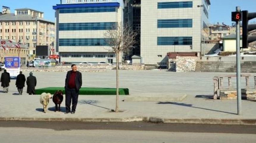 Kuzuları Peşini Bırakmıyor