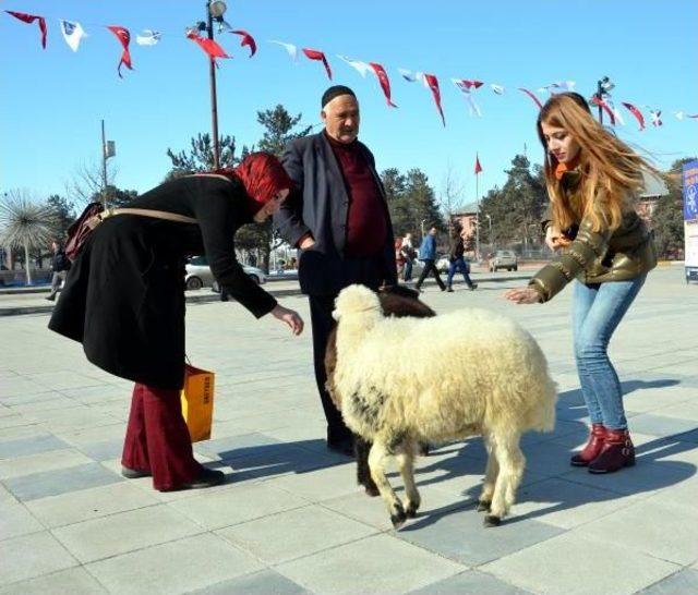 Kuzuları Peşini Bırakmıyor