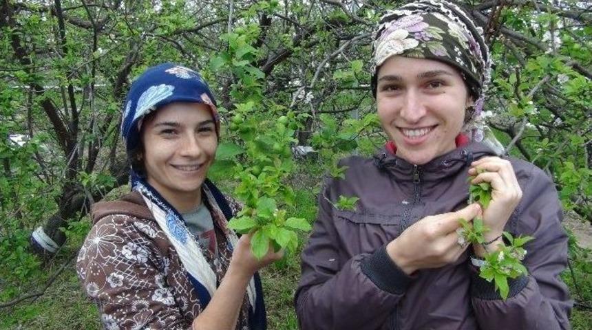 T&uuml;rkiye&rsquo;nin İlk Erik Hasadı Yapıldı