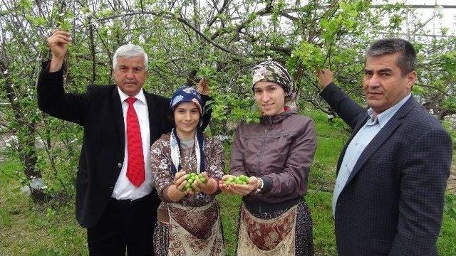 Türkiye’nin İlk Erik Hasadı Yapıldı