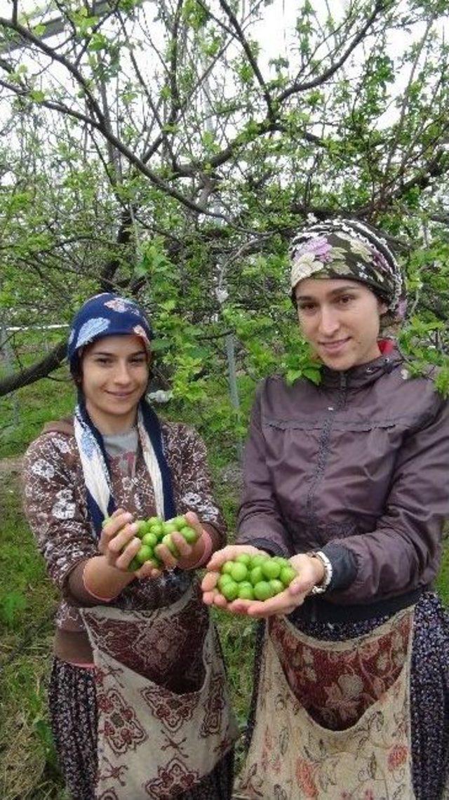 Türkiye’nin İlk Erik Hasadı Yapıldı