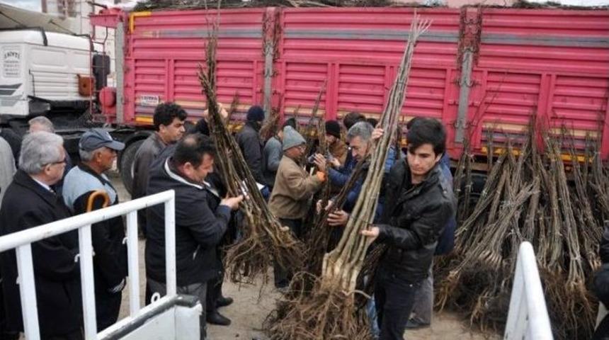 Karaman&rsquo;da &Ccedil;ift&ccedil;ilere Meyve Fidanı Dağıtıldı