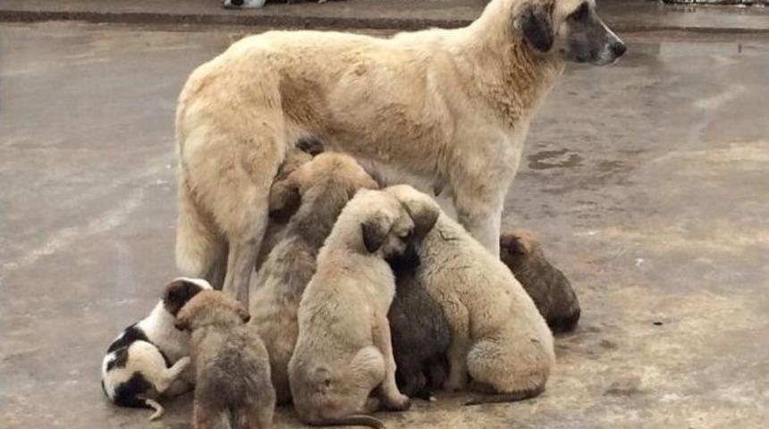 Hayvan Barınağı İyileştiriliyor