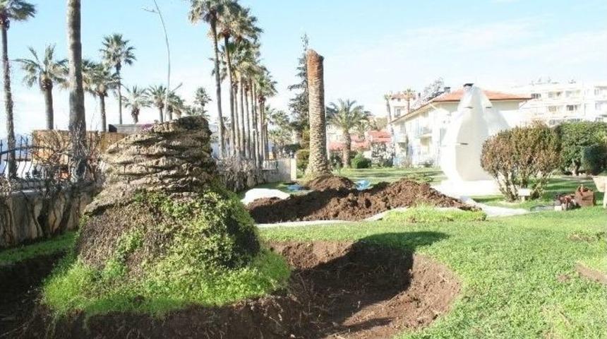 Marmaris&rsquo;te Kırmızı Palmiye B&ouml;ceği İstilası