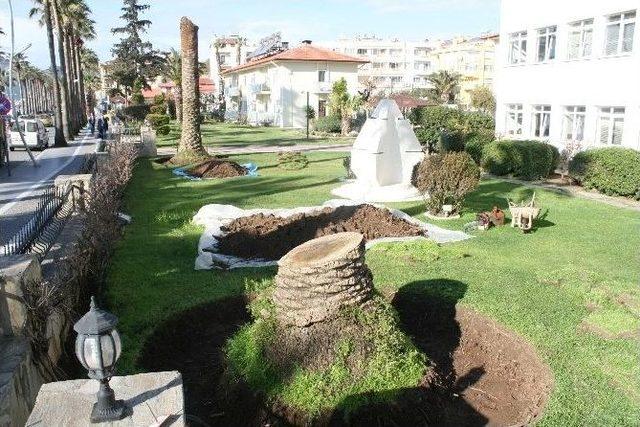 Marmaris&rsquo;te Kırmızı Palmiye B&ouml;ceği İstilası 1