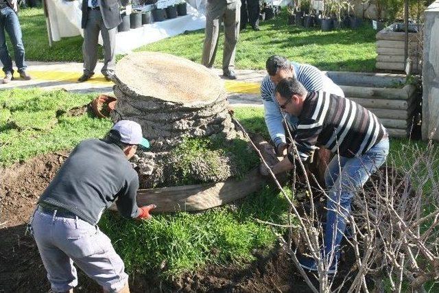 Marmaris&rsquo;te Kırmızı Palmiye B&ouml;ceği İstilası 2