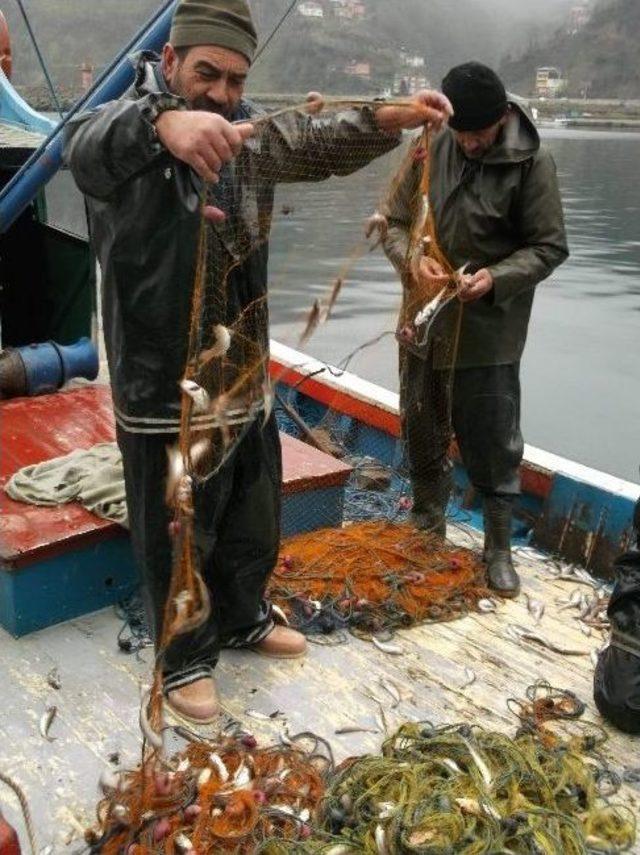 Balıkçılar Giden Hamsinin Ardından Gelen Mezgit İle Güldü