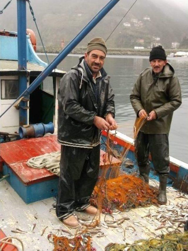 Balıkçılar Giden Hamsinin Ardından Gelen Mezgit İle Güldü