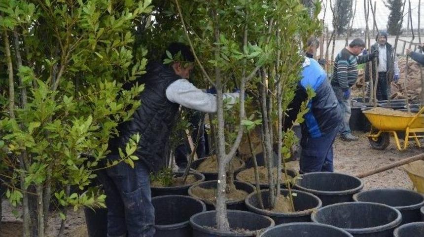 Şehzadeler Belediyesi Kendi Fidanını Kendi &Uuml;retecek