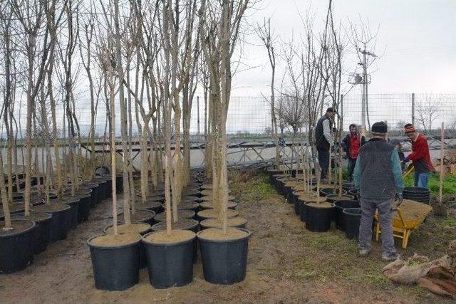 Şehzadeler Belediyesi Kendi Fidanını Kendi &Uuml;retecek 1