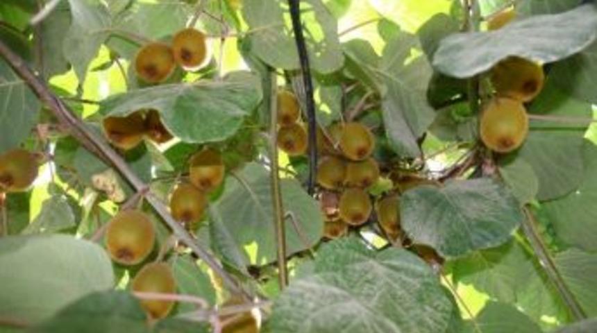 Potasyumlu G&uuml;bre, Kivi Verimini Arttırıyor