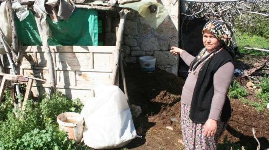 S&uuml;t&uuml;n&uuml; Satarak &Ccedil;ocuklarını Okuttuğu Ineği &Ccedil;alıp Kestiler