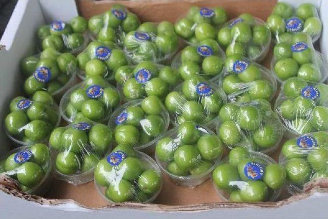 Erik &Ccedil;eyrek Altınla Yarışıyor 1