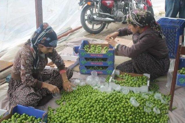 Erik &Ccedil;eyrek Altınla Yarışıyor 2